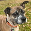 adoptable Dog in Normal, IL named Gidget