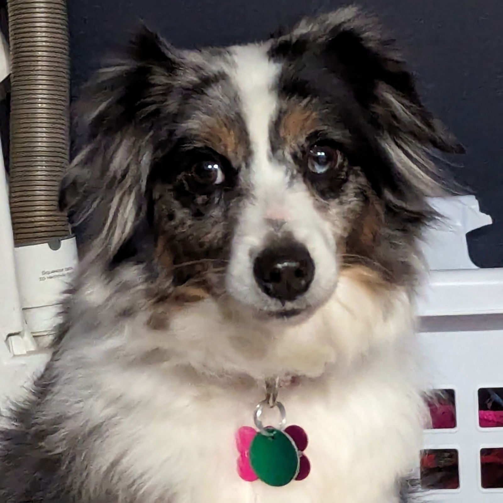 Dog for Adoption - Riley, a Australian Shepherd in Peoria Heights, IL 