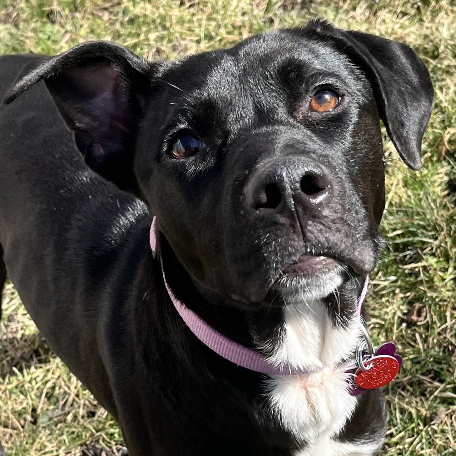 adoptable Dog in Normal, IL named Willow