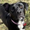 adoptable Dog in normal, IL named Willow