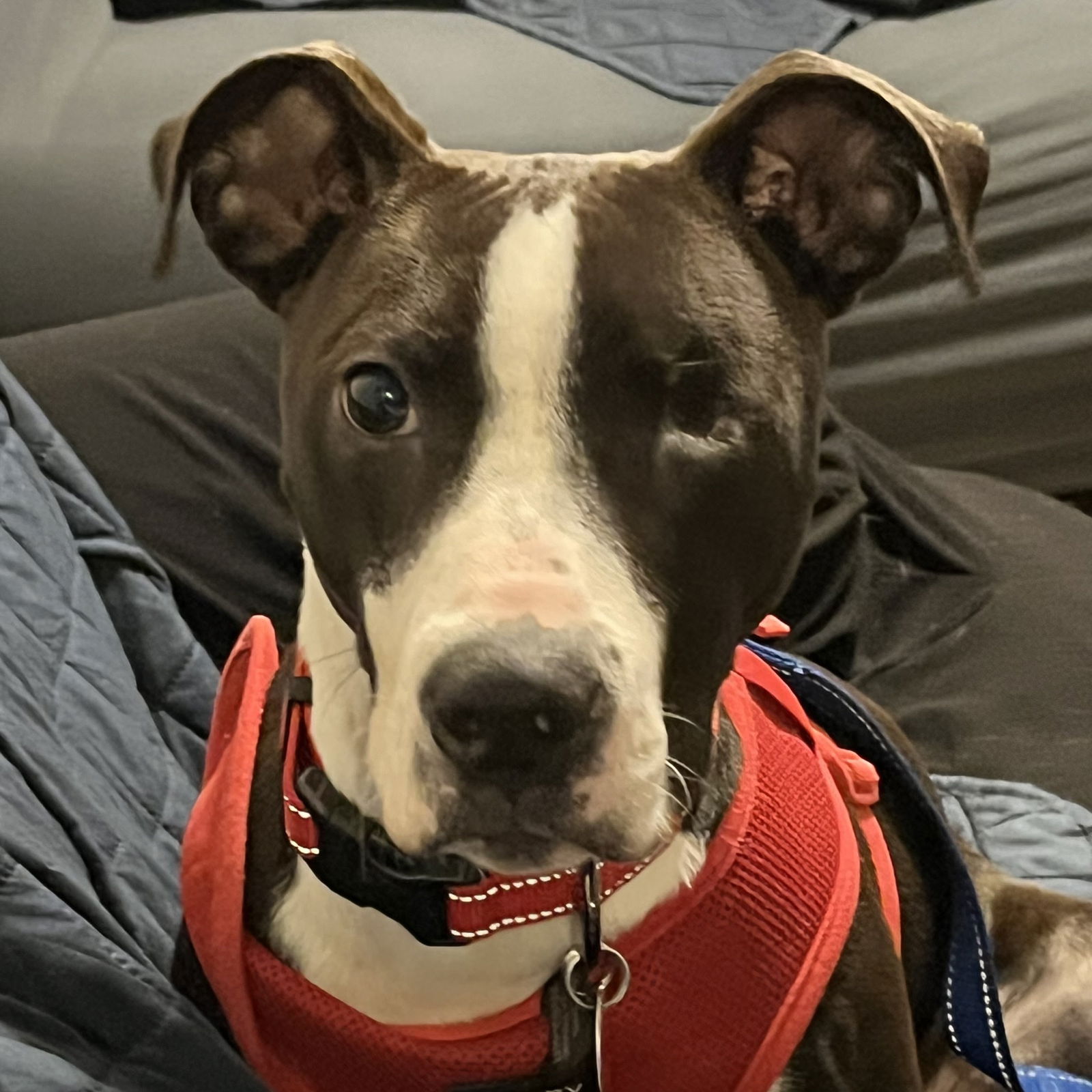 adoptable Dog in Normal, IL named Frankfort