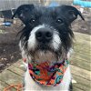 adoptable Dog in , IL named Gus