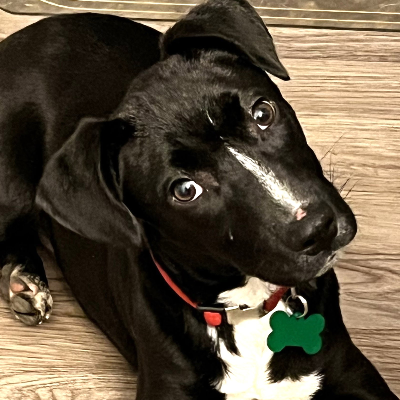Dog for Adoption Murphy, a Labrador Retriever in Chillicothe, IL