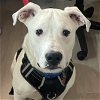 adoptable Dog in normal, IL named Niko
