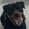 adoptable Dog in normal, IL named Moore