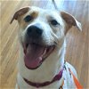 adoptable Dog in , IL named Lucy
