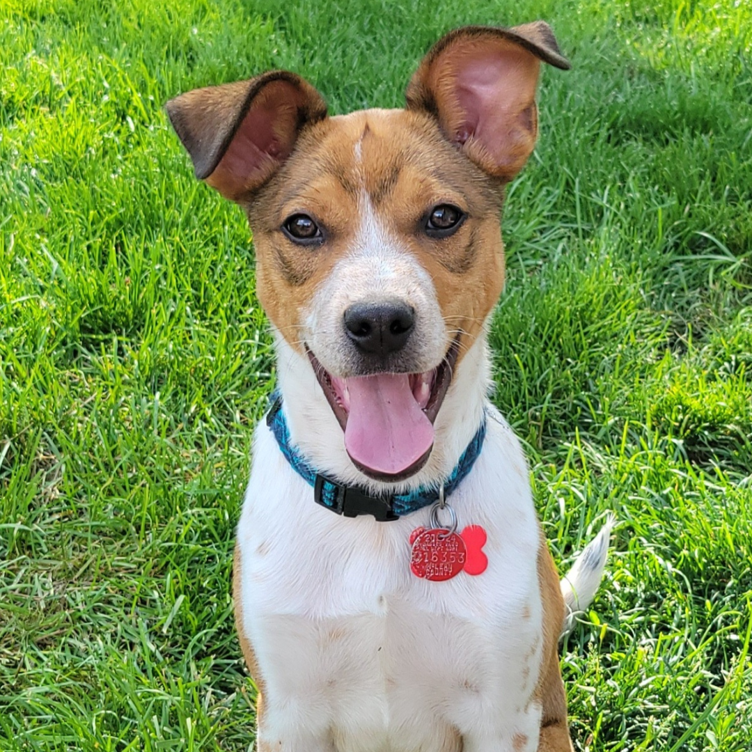 adoptable Dog in Normal, IL named Piccolo