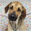 adoptable Dog in normal, IL named Tamera