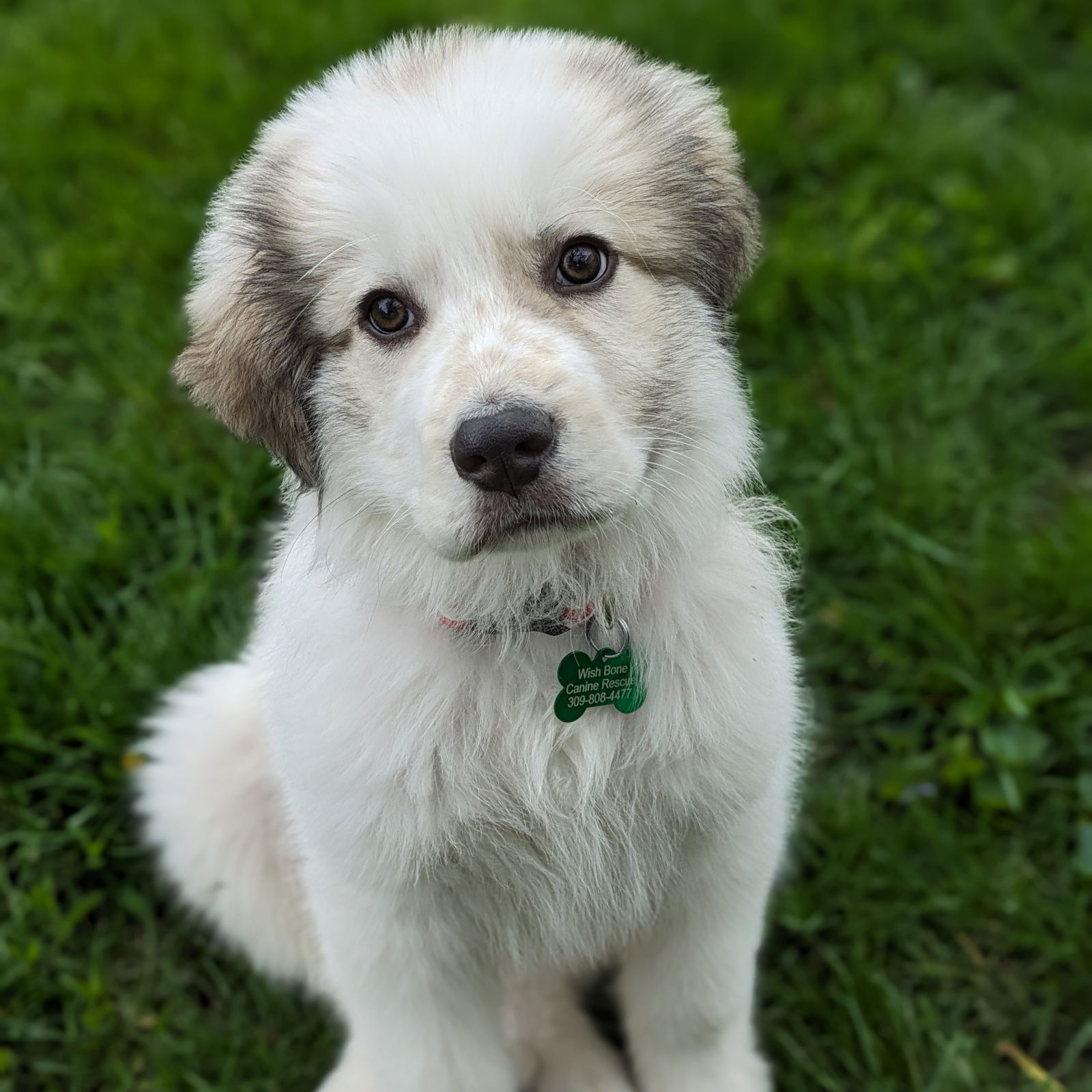 Dog for Adoption - Goose, a Great Pyrenees in Tazewell County, IL ...