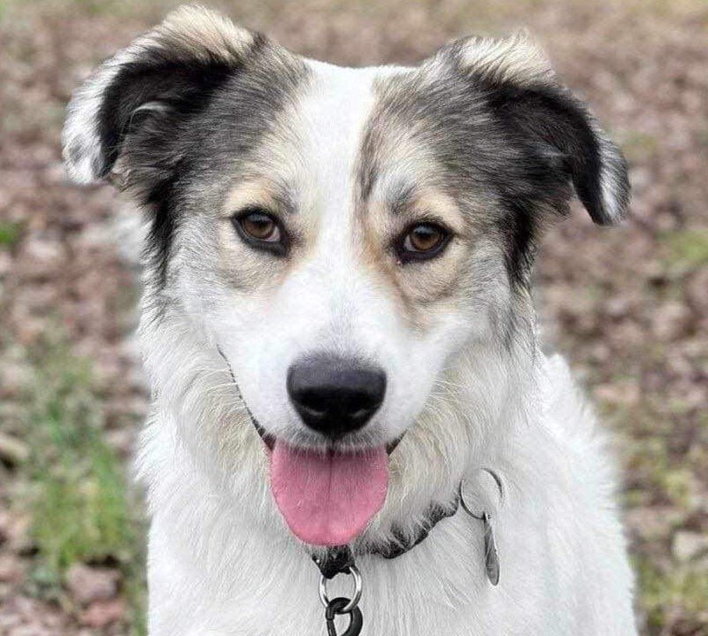 adoptable Dog in Normal, IL named Oakley
