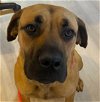 adoptable Dog in  named Rayna