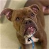 adoptable Dog in , IL named Honey