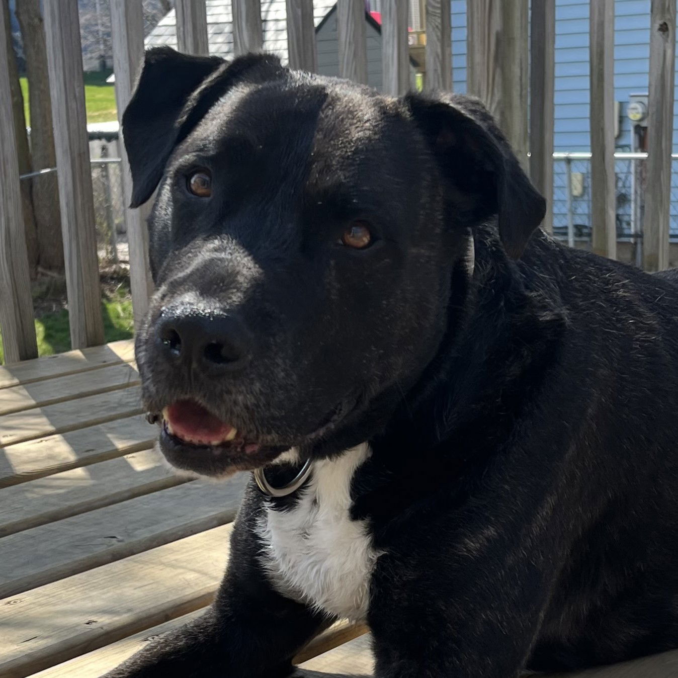 adoptable Dog in Normal, IL named Bear