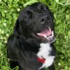 adoptable Dog in , IL named Hope