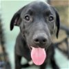 adoptable Dog in , IL named Horton