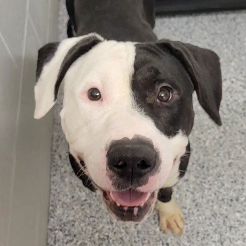 adoptable Dog in Normal, IL named Petey