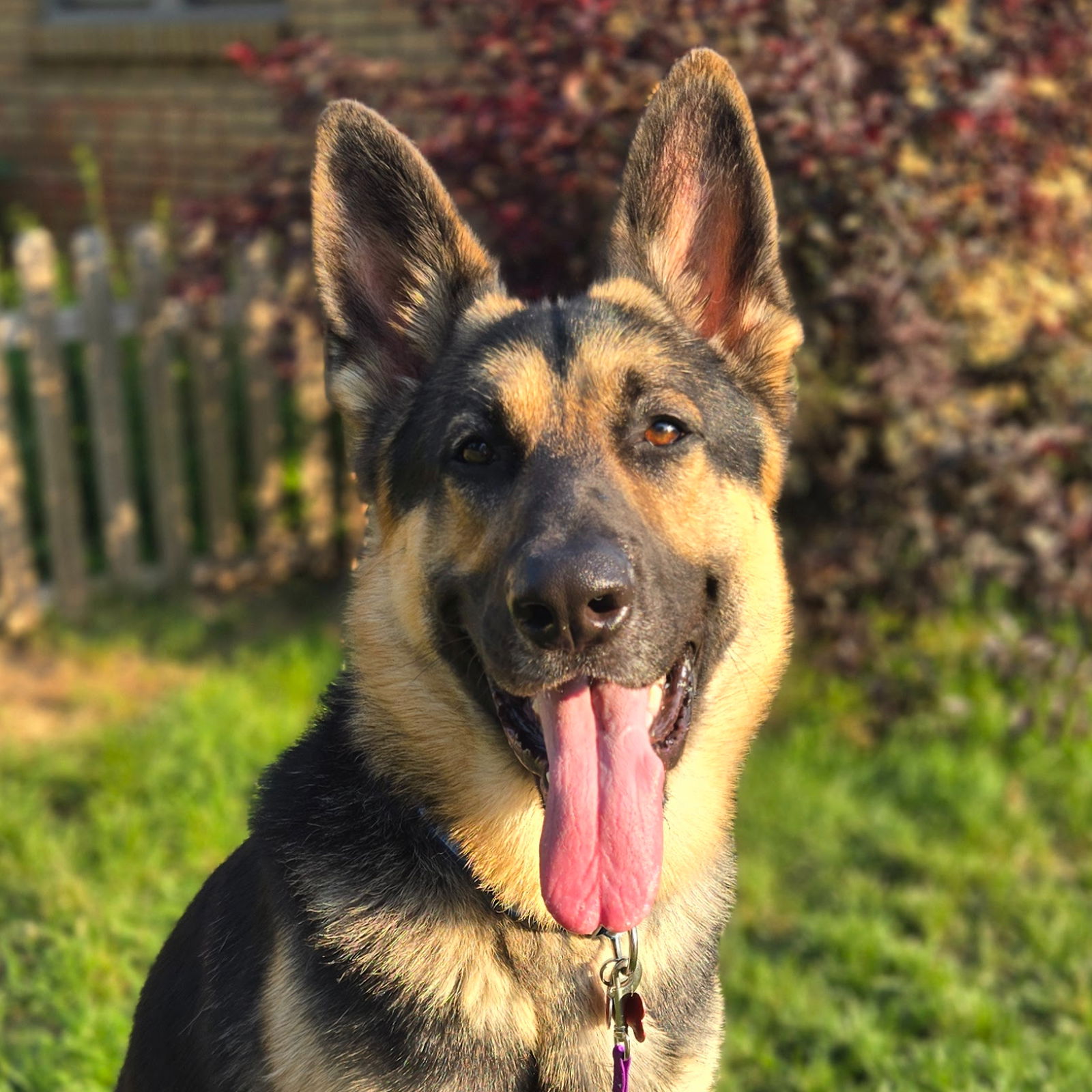 adoptable Dog in Normal, IL named King