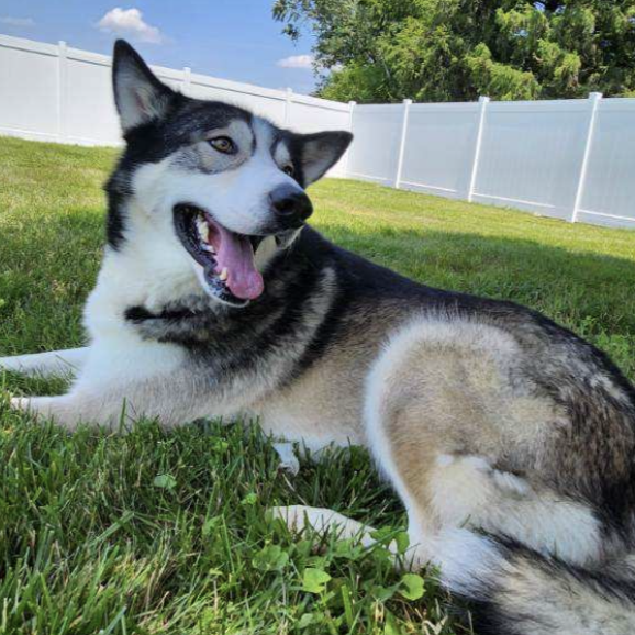 Dog for Adoption - Atlas, a Alaskan Malamute in Pekin, IL | Alpha Paw