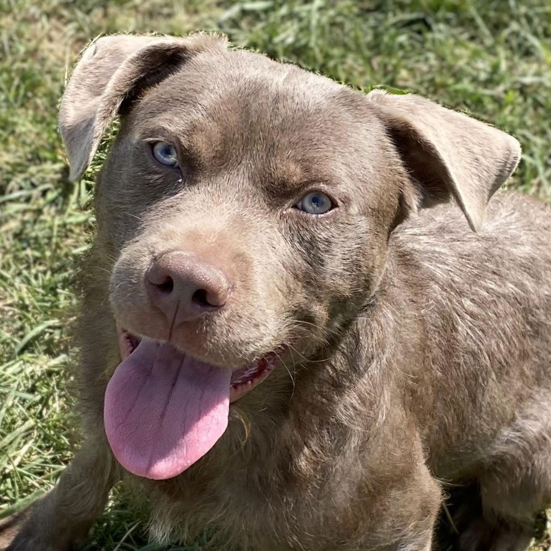 adoptable Dog in Normal, IL named Sasquatch