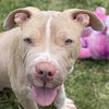 adoptable Dog in , IL named Nadia