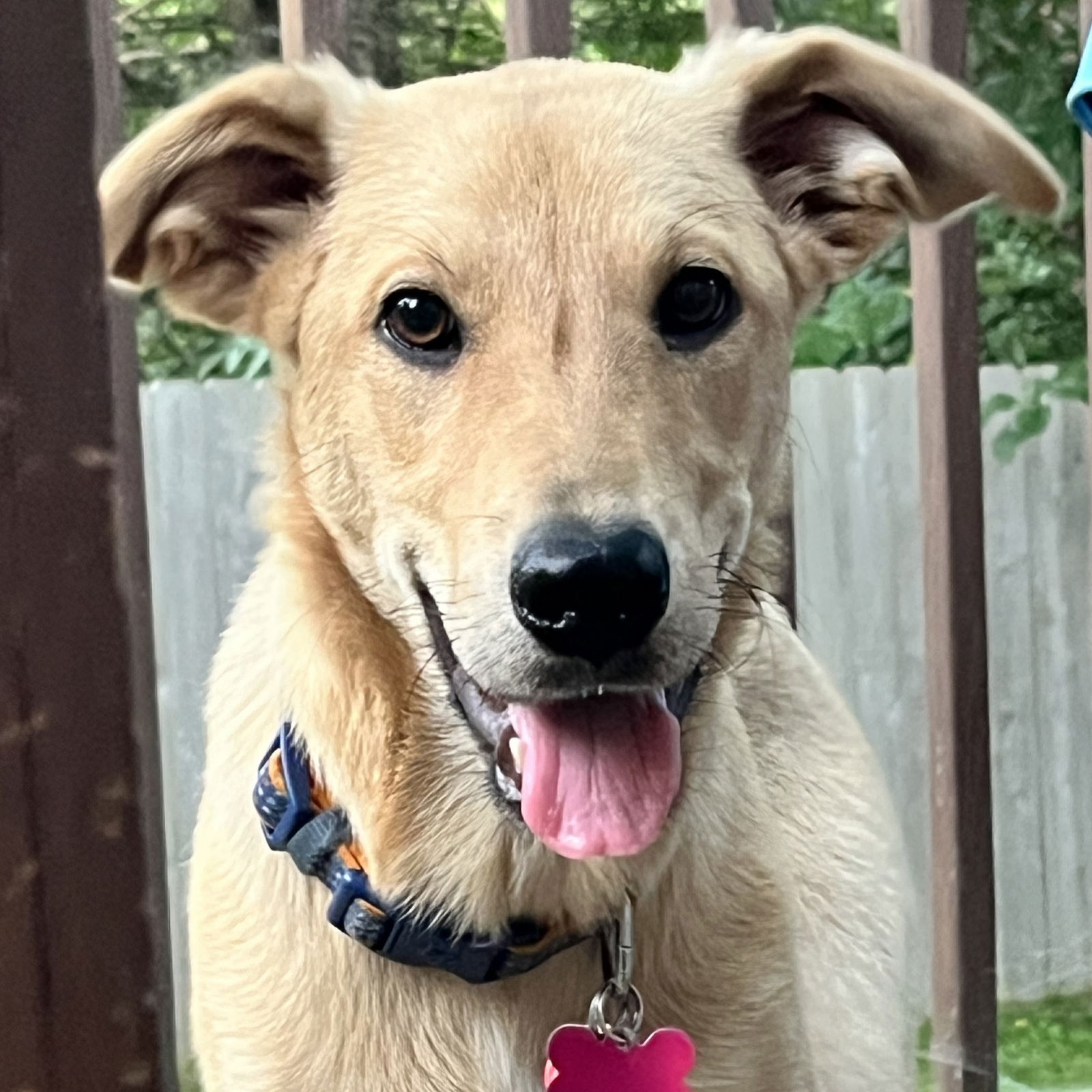 adoptable Dog in Normal, IL named Basil