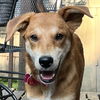 adoptable Dog in , IL named Sage