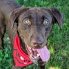 adoptable Dog in , IL named Tony