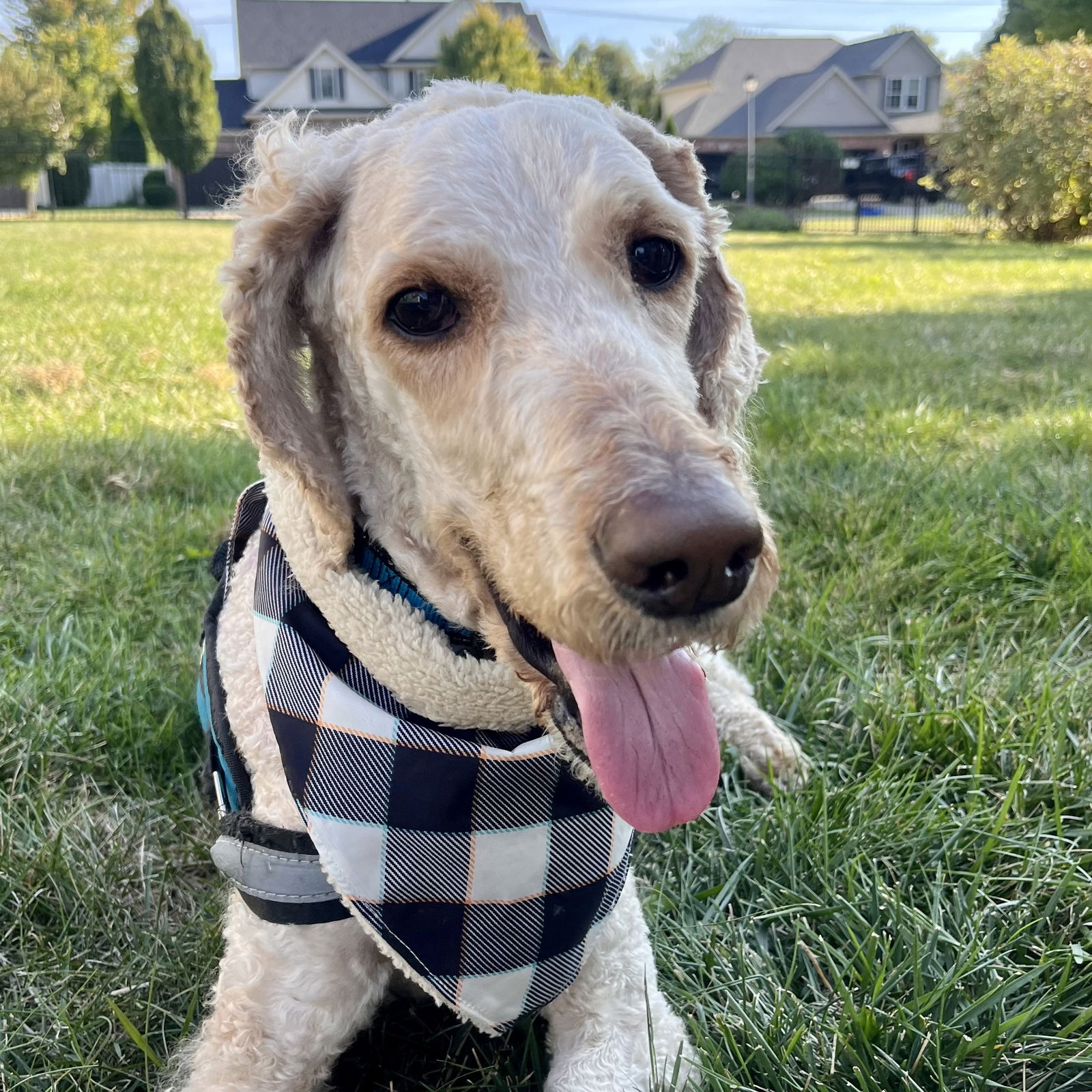 adoptable Dog in Normal, IL named Romeo