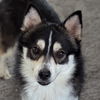 adoptable Dog in Normal, IL named Zuko
