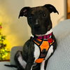 Cece - Photo 4