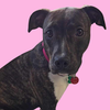 adoptable Dog in Normal, IL named Cece