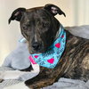 Cece - Photo 1