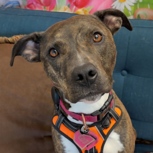 Cece, an adoptable Pit Bull Terrier in Normal, IL