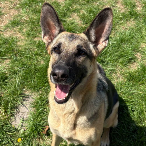 picture of the dog needing adoption