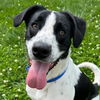 adoptable Dog in  named Connor