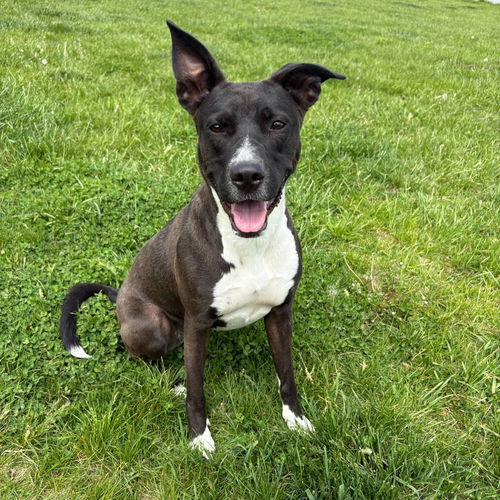 picture of the dog needing adoption