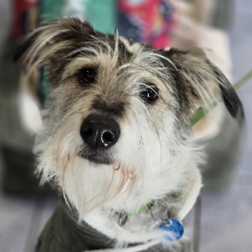 PITA - Schnauzer / Wirehaired Fox Terrier available for adoption