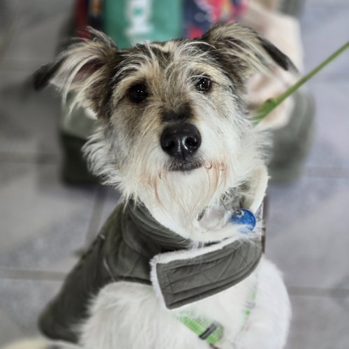 PITA - Schnauzer / Wirehaired Fox Terrier available for adoption