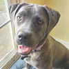adoptable Dog in Normal, IL named Thea