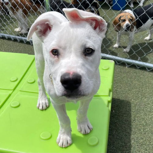 picture of the dog needing adoption