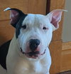 Diesel - Photo 10