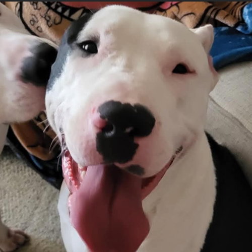 Photo of Diesel