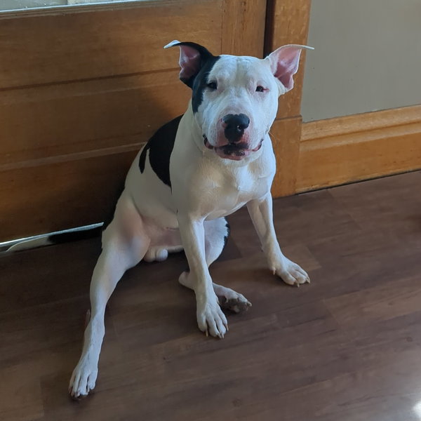 Diesel
