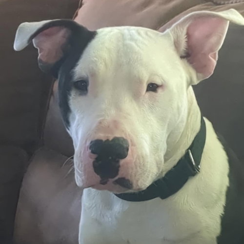 Photo of Diesel
