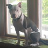 Diesel - Photo 12