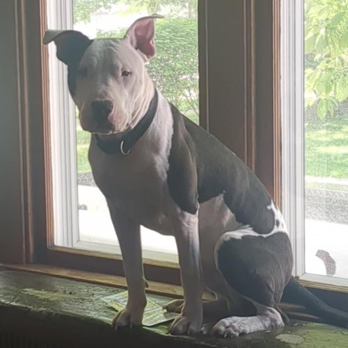 Photo of Diesel