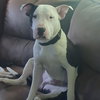 Diesel - Photo 13