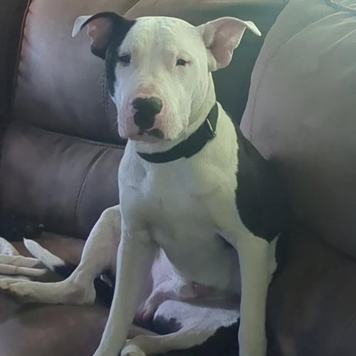 Photo of Diesel