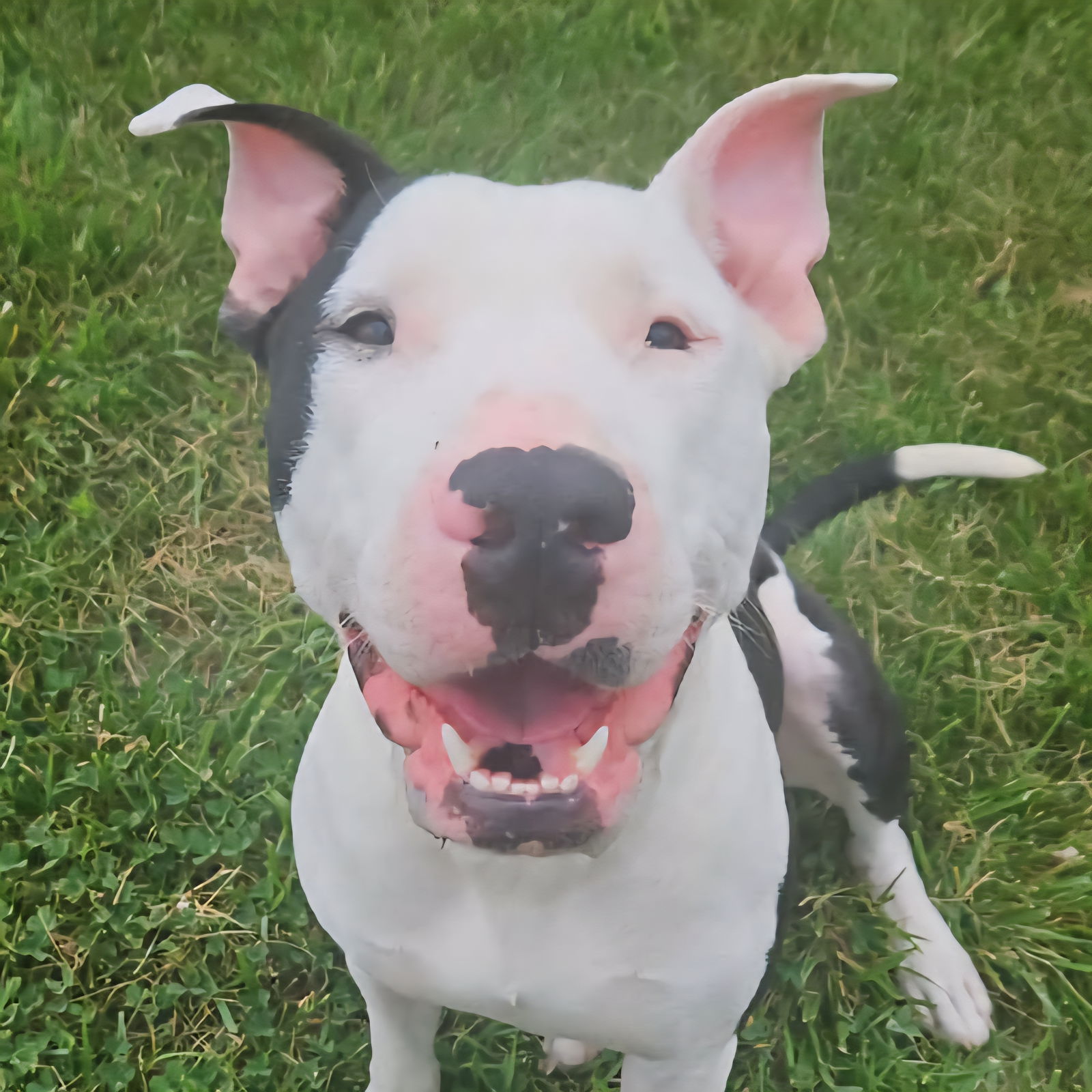 adoptable Dog in Normal, IL named Diesel