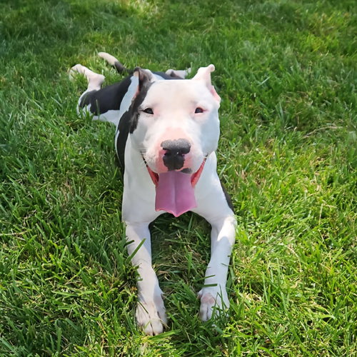 Photo of Diesel
